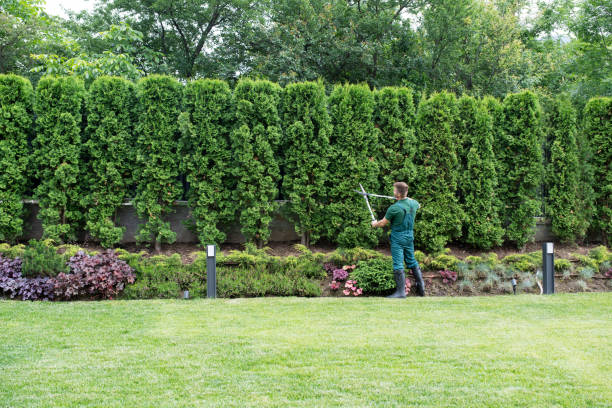 Professional Tree Care Services in Banner Hill, TN